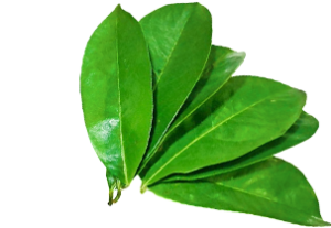 Fresh green soursop leaves arranged in a fan