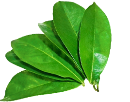 Fresh green soursop leaves arranged in a fan