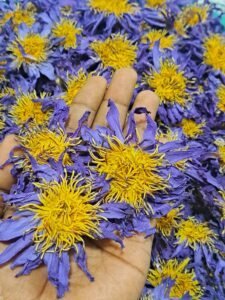 A hand holding whole purple blue lotus flowers