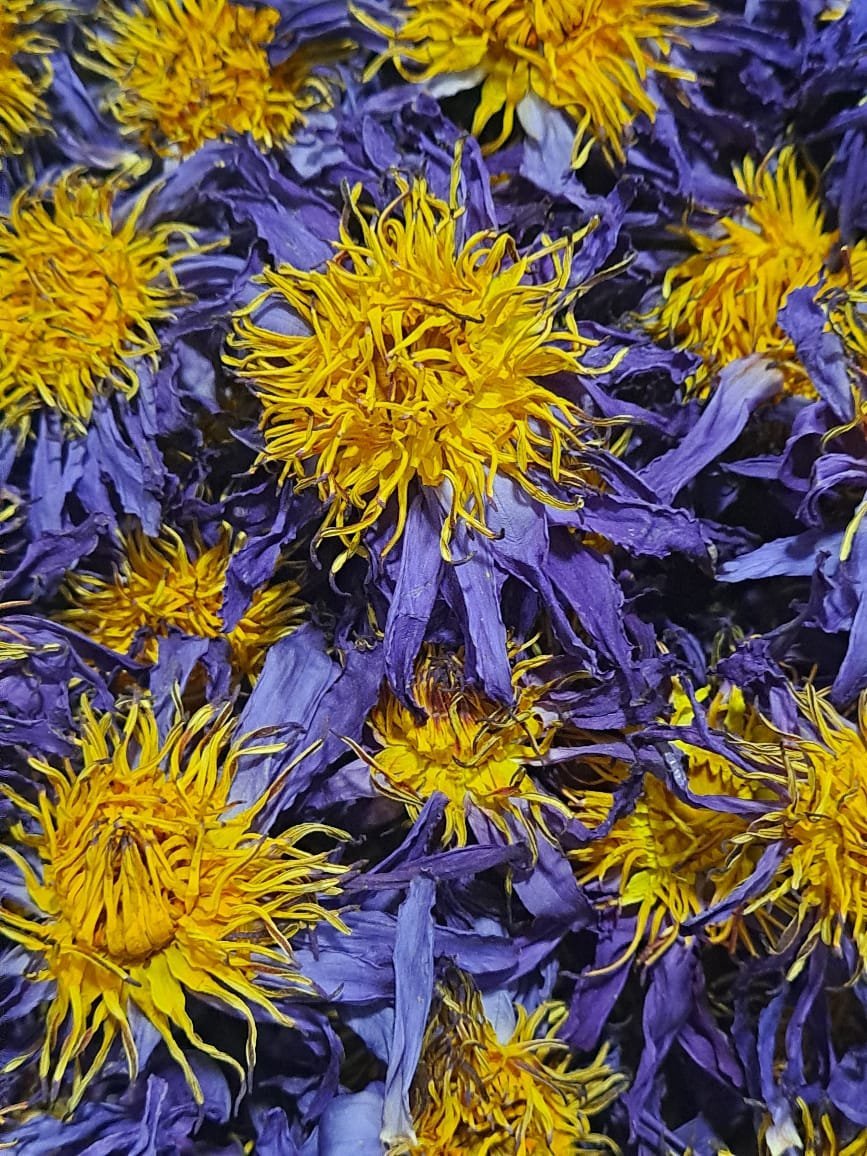 Close-up of purple blue lotus flowers with yellow stamens