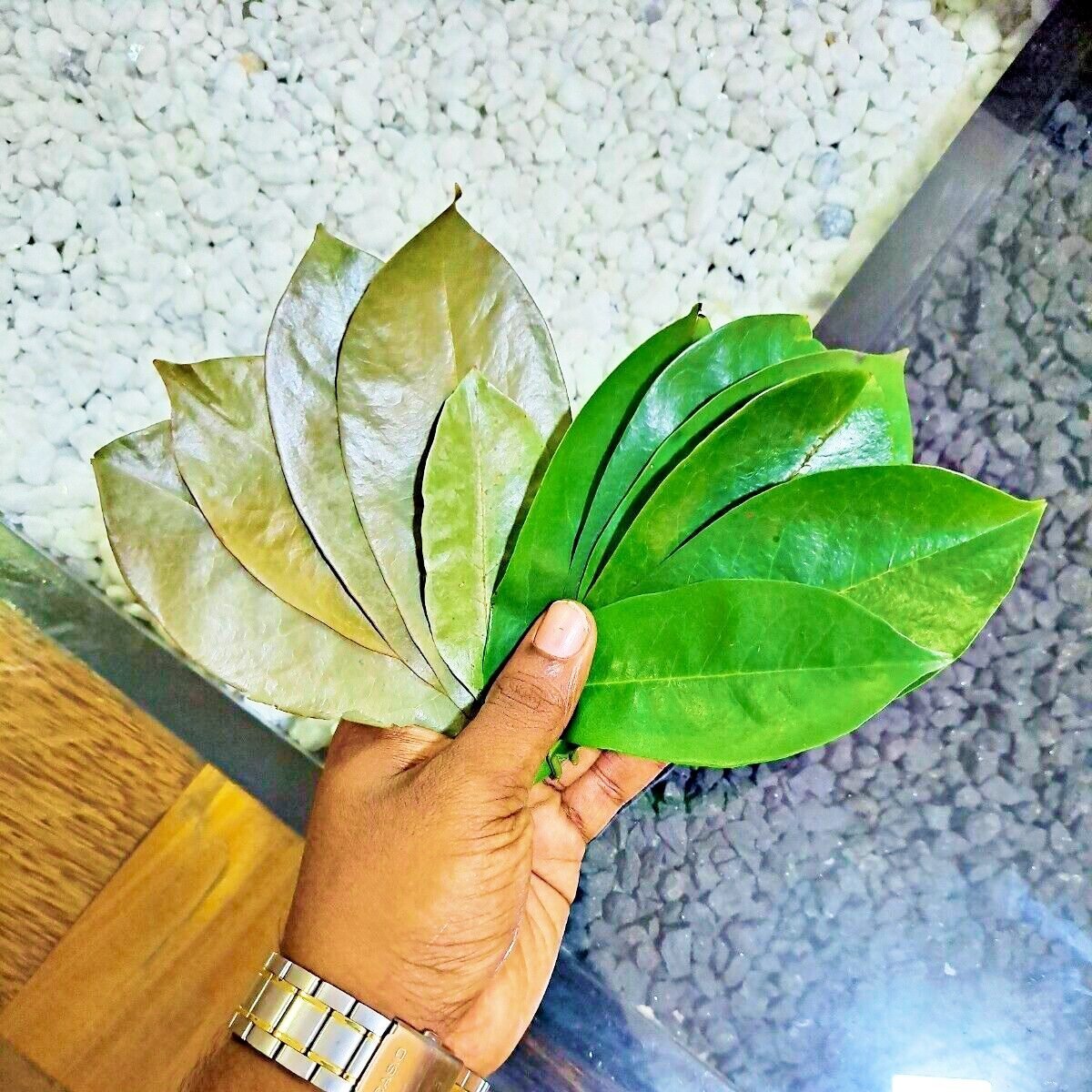Fresh green and dried brown soursop leaves held together
